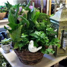 Blooming plant and Fern Basket
