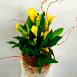 Calla Lily Planter