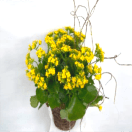 Kalanchoe Bloomer
