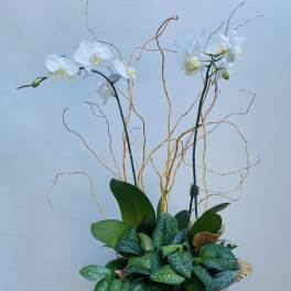 Botanical Orchids
