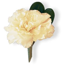 Cream carnation boutonniere with dark green leaves