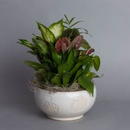 Mixed green and burgundy houseplants in a white ceramic bowl planter with moss.