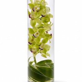 Green orchids arranged in a tall clear glass vase