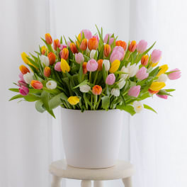Colorful tulip bouquet in a white pot