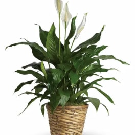 Potted peace lily plant with white blooms in a woven basket