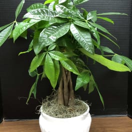 Potted money tree plant in a white ceramic planter