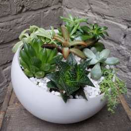 Succulent arrangement in a white bowl planter with white stones