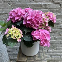 Potted Hydrangea Plant