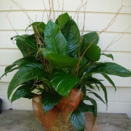 Potted green plant arrangement in a woven basket with decorative twigs