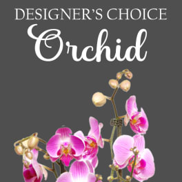 Pink orchid blooms on a gray background with the words Designer's Choice.