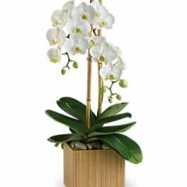 White orchid plant in a wooden planter with bamboo stakes