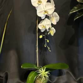 White phalaenopsis orchid plant with air plant in a moss-filled glass container against a dark background