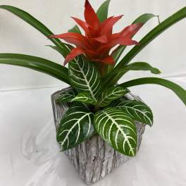 Red flowering tropical plant with striped green leaves in a rustic square wood pot