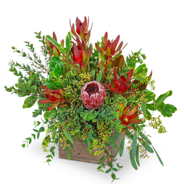 Wild and Lush Protea