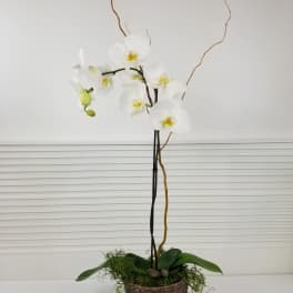 White orchid arrangement in a textured pot with curly branches