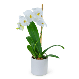 White orchid plant in a white pot