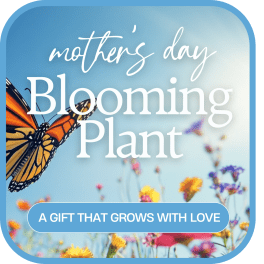 Mother's Day blooming plant gift card with butterfly and flowers