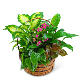 Basket of green houseplants with small pink flowers