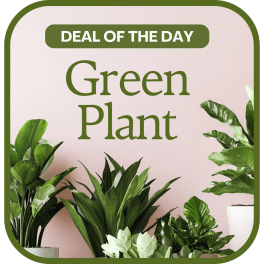 Assorted green potted plants with a "Deal of the Day" sign