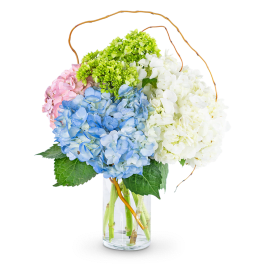 Bouquet of blue, white, pink, and green hydrangeas in a glass vase
