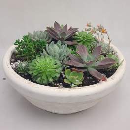 Low white bowl planted with assorted green and purple succulents and small orange blooms