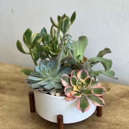 Potted succulent arrangement in a white bowl planter