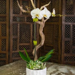 White orchid arrangement in a white pot with driftwood accents