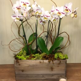 White orchids in a wooden planter with a small candle beside it