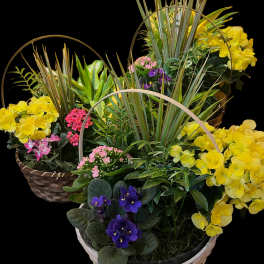 Three baskets of potted flowering plants with bright yellow, pink, and purple blooms
