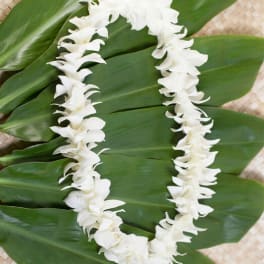 Single White Lei