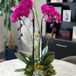 Pink orchids in a white planter with succulents