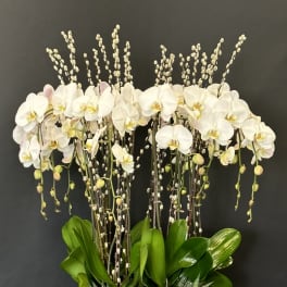 White orchids arranged in a low oval planter with succulents