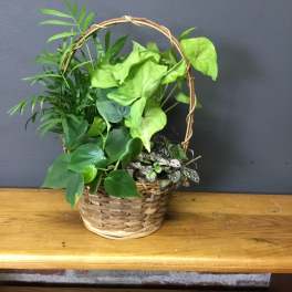 Basket of assorted green houseplants arranged in a woven handled basket on a wooden shelf.