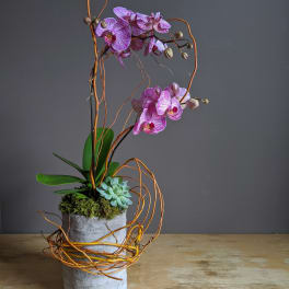 Purple orchids in a concrete pot with a succulent and decorative twigs