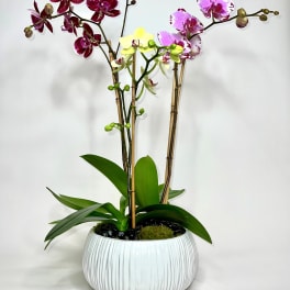 Potted orchids in a white ribbed planter