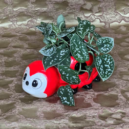Potted trailing plant in a red ladybug planter