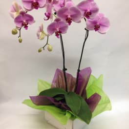 Purple Delight Orchid. ( Long Lasting)
