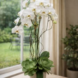 White orchids in a white pot with green succulents at the base