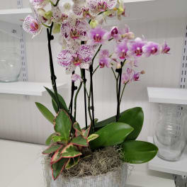 Potted orchid arrangement with pink-speckled blooms in a textured white container