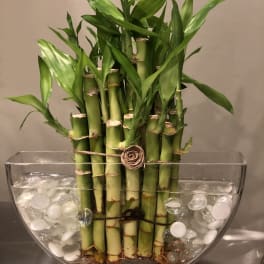 Potted lucky bamboo in a clear glass bowl with white stones