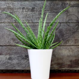 Modern Aloe Vera