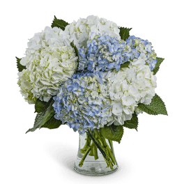 Blue and white hydrangea bouquet in a clear glass vase
