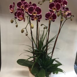 Potted purple orchids with dark green foliage in a white container