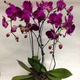 Potted purple orchid plant with multiple blooms in a pink container