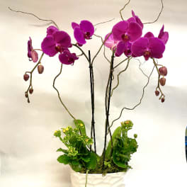 Purple orchids in a white textured pot with green plants