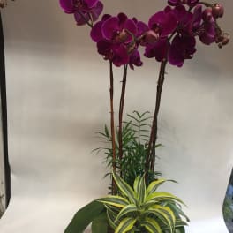 Potted orchids with purple blooms and variegated foliage
