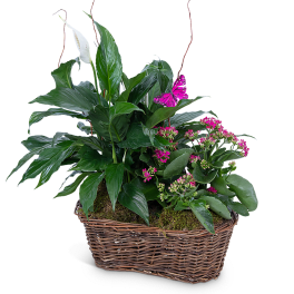 Basket planter with white peace lily and pink flowering plants