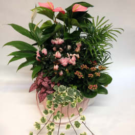 Pink anthuriums and mixed foliage in a round pink container