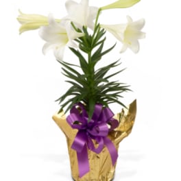 Easter Lily Plant in foil
