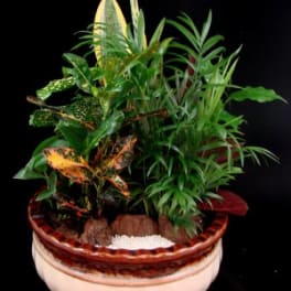 Potted tropical foliage arrangement in a ceramic planter